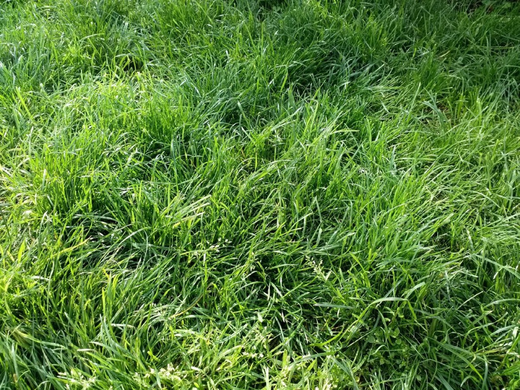 Лучшие газонные травы.jpg